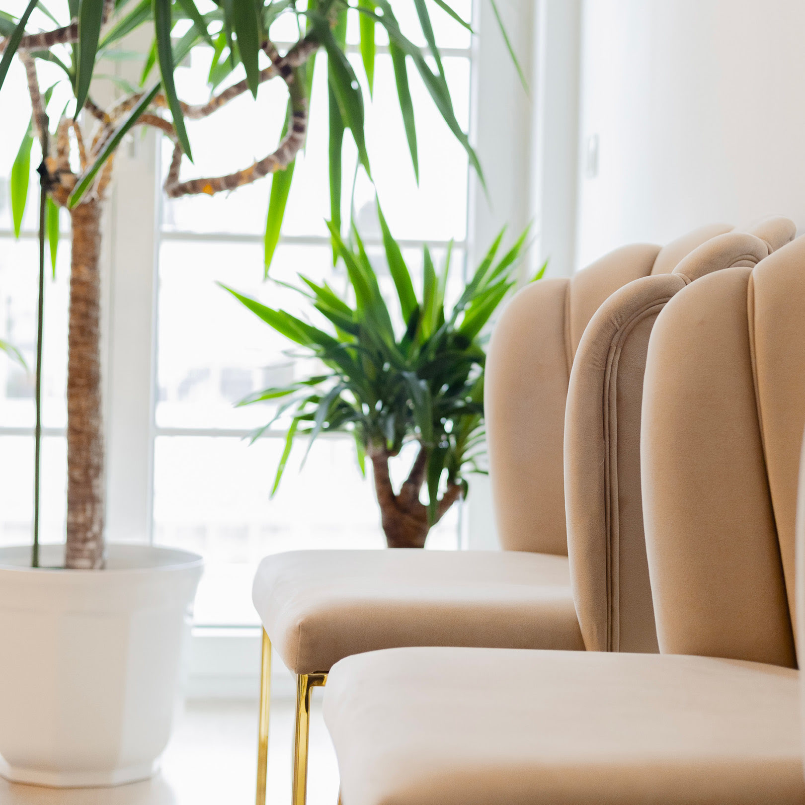 Im Warteraum der Zahnarztordination Dr. Rezwan stehen neben Zimmerpflanzen beige, &auml;sthetische und bequeme St&uuml;hle.